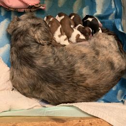 Shih Tzu puppies from Chris-Jens Kennels