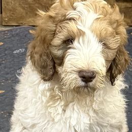 Bobby - male Newfypoo puppy in San Antonio, Texas from Mammoth Doodles