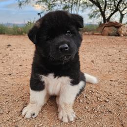 AKC Kai - Black male Akita puppy in Tombstone, Arizona from WeVolution Off-Grid