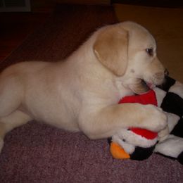 Labrador Retriever Puppies from Splash Labradors