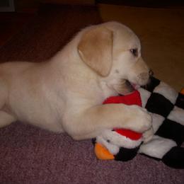 Labrador Retriever Puppies from Splash Labradors