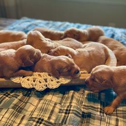 Girl 3 - Golden female Golden Retriever puppy in Buffalo, Missouri from Thrasher Family Puppies