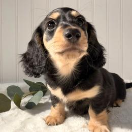 Black and Cream - Black and cream female Dachshund puppy in Nampa, Idaho from Long_and_Low_Dachshunds