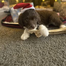 Aussiedoodle Puppies from Drew’s Aussies & Doodles