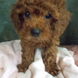 Poodle Puppies from Lowry Toy Poodles