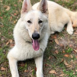Winterfell - White female German Shepherd puppy in Dunnellon, Florida from Wolves Den Ranch