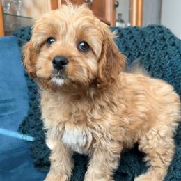 Cooper (male - white collar) - Red male Cavapoo puppy in Gilbert, Arizona from Azteddybeardoodles