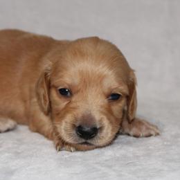 Callie - Cream female Dachshund puppy in Powderly, Texas from Kuttin’ Up Mini Aussies