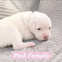 Girl 3 - White female Boxer puppy in Howey In The Hills, Florida from Bayla Belle & Blossom's Boxers