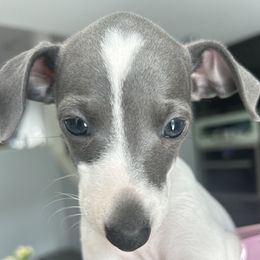 Italian Greyhound Puppies from Julia's Italian Greyhounds