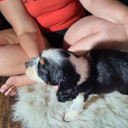 English Springer Spaniel Puppies from Savannah River Springers