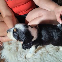 English Springer Spaniel Puppies from Savannah River Springers