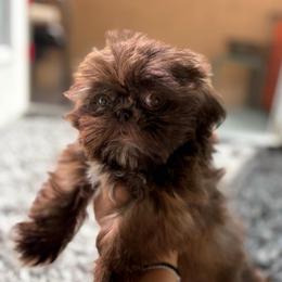 Lose - Tricolor female Shih Tzu puppy in Las Vegas, Nevada from Vegas Shih Tzus