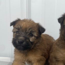 Zeke - Wheaten male Soft Coated Wheaten Terrier puppy in Nokomis, Illinois from Windhill Wheatens