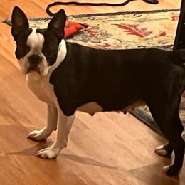 Boston Terrier puppies from Briar oak farm