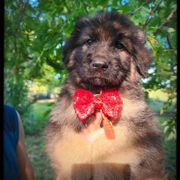 Cinnamon - Black and tan male German Shepherd puppy in Fort Jennings, Ohio from Von Holtzapple German shepherds