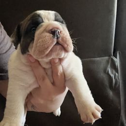 Bulldog Puppies from Eileen Gonzalez