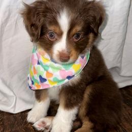 Toy Australian Shepherd All Grown Up from Double T Aussies