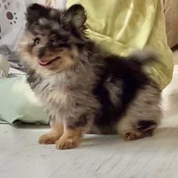 CKC John - Blue merle male Pomeranian puppy in Skipperville, Alabama from Nay Nay’s Babies