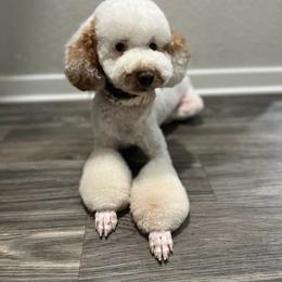 Tony - Poodle