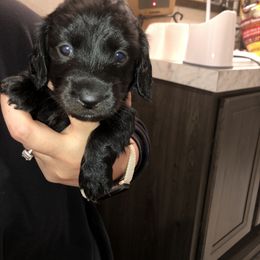 Dachshund Puppies from Davis Dachshunds