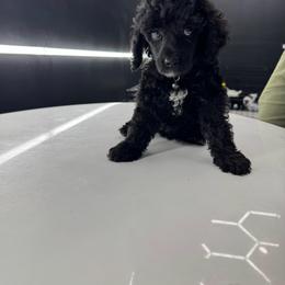 Mr. Richard - Black male Poodle puppy in Gainesville, Florida from Pipsqueak Mansion Poodles