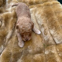Latte - Apricot male Labradoodle puppy in Batesville, Arkansas from Morris Farmyard