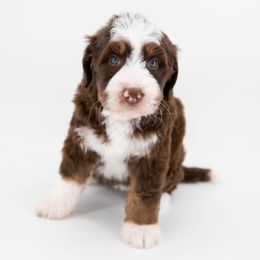 Lockwood - female Australian Mountain Doodle puppy in Franklin County, Missouri from Brick House Farm Doodles