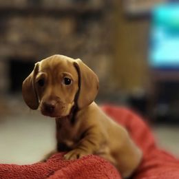 Elf - Red male Dachshund puppy in Youngsville, Louisiana from Dandy Dachshund