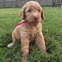 Pink - Apricot female Goldendoodle puppy in Morris, Alabama from 4H Doodles