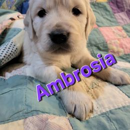 Golden Retriever Puppies from LOMAH Retrievers