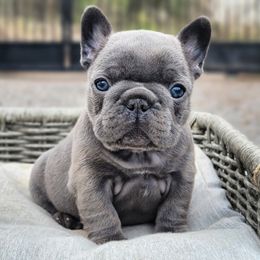 French Bulldog Puppies from Emeraldfrenchies