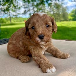 Summer - Brown female Cavapoo puppy in Milton, Pennsylvania from Nita's Poodle Pooche's