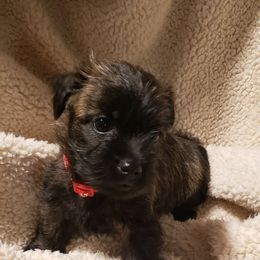 Girl 1 - Black brindle female Cairn Terrier puppy in Centerville, Texas from Cedar Forrest Terriers LLC (Cairns & Australian Terriers)