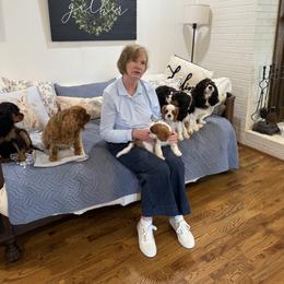 Cavalier King Charles Spaniel Puppies from Reynolds Farms Cavaliers