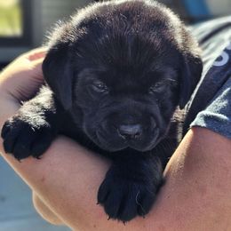 Suzie Q - Labrador Retriever puppy from Walnut Creek English Labs