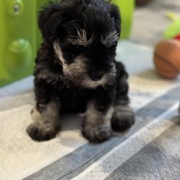 Miniature Schnauzer Puppies from Connie's Mini Schnauzer’s