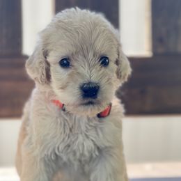 Bernedoodles, Goldendoodles, and Poodles from Lincoln Avenue Doodles