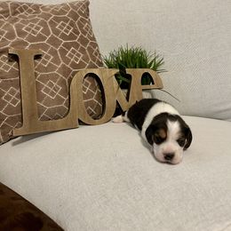 Boy 2 - White black and tan male Beagle puppy in Newman, California from Valley Beagles