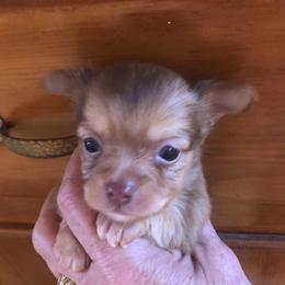Stu Macher - Gold male Chihuahua puppy in Amelia, Virginia from Pannell’s Precious Pups