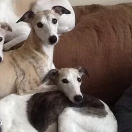 Whippets from Kamada Whippets
