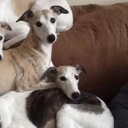 Whippets from Kamada Whippets