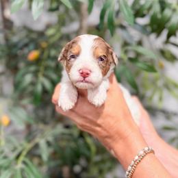Spoiler - Chocolate merle female Bernedoodle puppy in Sulphur, Louisiana from Curly Q’s Of Carlyss