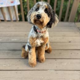 Aussiedoodle Puppies from Whiskey River Doodles
