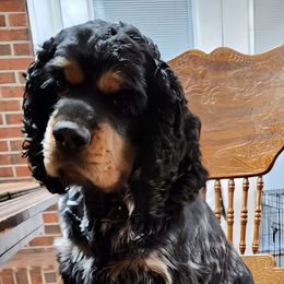 Jaeger - Cocker Spaniel