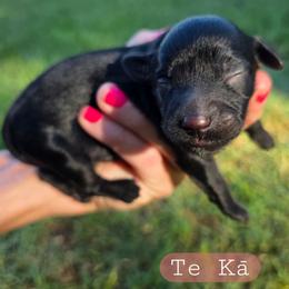 Te Ka - female Cavapoochon puppy in Bullard, Texas from Cavapoochon Central LLC