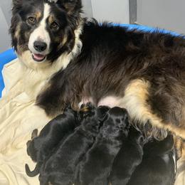 Lana - Border Collie