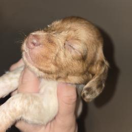 Bobbi - Dapple female Dachshund puppy in Marshfield, Missouri from WH Hounds