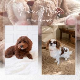 Cavapoo puppies from Pnwfamilydoodles