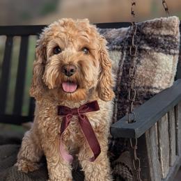 Birdie - Cockapoo